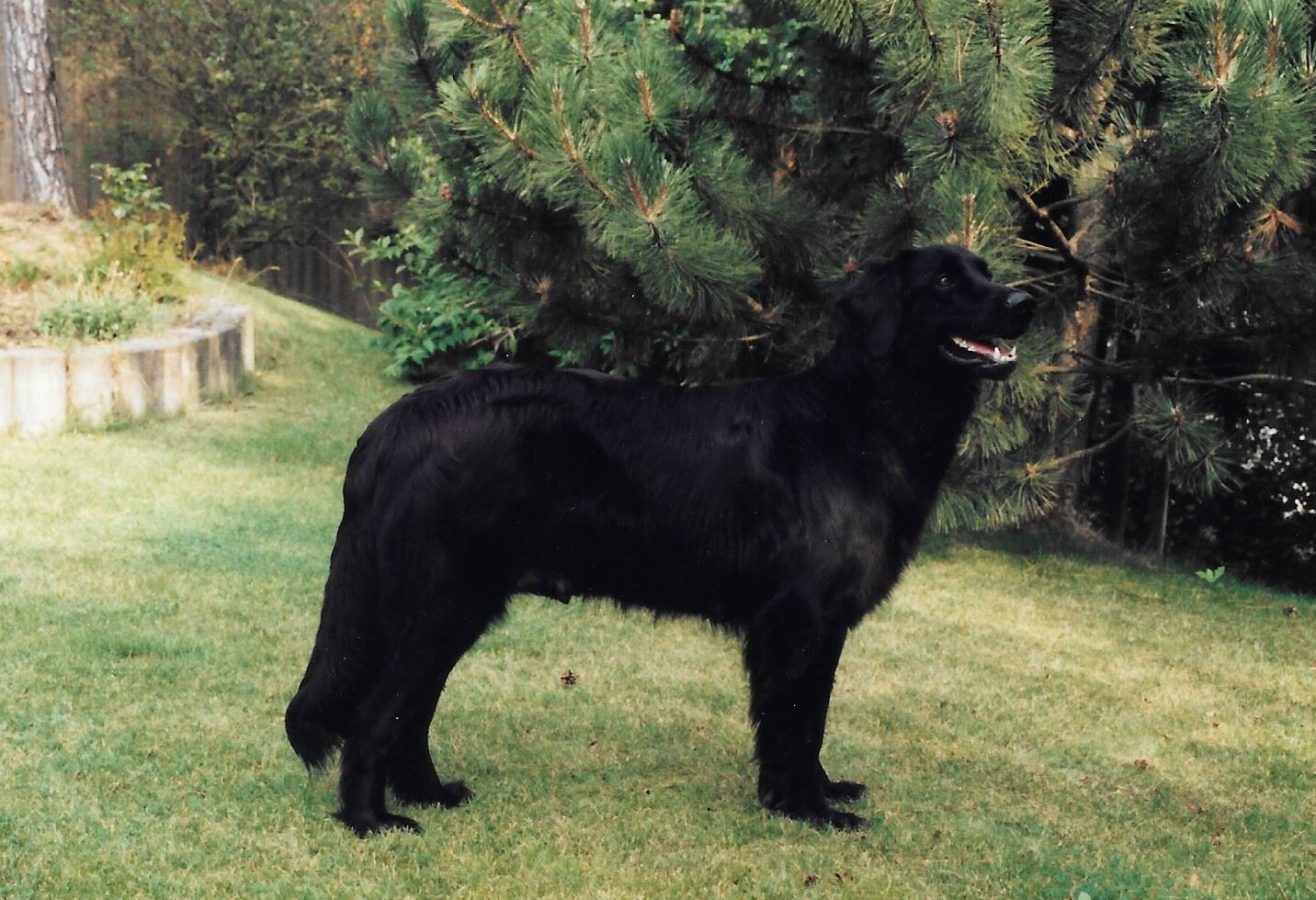 Coco aus dem Emsland